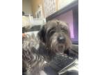Adopt Harriette a Yorkshire Terrier, Mixed Breed