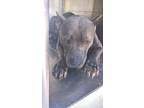 Adopt Mama a Pit Bull Terrier, Mixed Breed