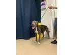 Adopt Kaya a Pit Bull Terrier, Mixed Breed