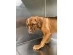 Adopt 55950786 a Shar-Pei, Mixed Breed