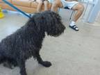 Adopt Lianne a Standard Poodle, Mixed Breed