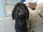 Adopt Mina a Standard Poodle, Mixed Breed
