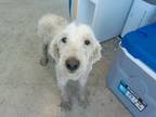 Adopt 55950813 a Standard Poodle, Mixed Breed
