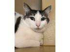 Adopt Bunny a Domestic Short Hair