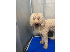 Adopt Caroline a Standard Poodle, Mixed Breed