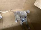 Adopt 3 a Pit Bull Terrier, Mixed Breed