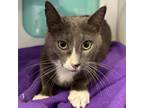 Adopt Whisk a Domestic Short Hair