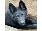 Adopt Lively a Border Collie, German Shepherd Dog