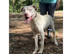 Adopt ICEE a Pit Bull Terrier