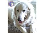 Adopt Charlie a Great Pyrenees