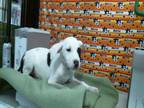 Adopt A1942052 a Labrador Retriever, Mixed Breed