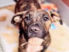 Adopt LUCIA a Staffordshire Bull Terrier, Mixed Breed