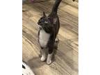 Adopt SALEM a Domestic Short Hair