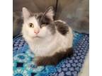 Adopt Edith a Domestic Medium Hair