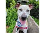 Adopt Shyah FKA Crocodilly a Terrier