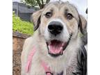 Adopt Peaches a Great Pyrenees