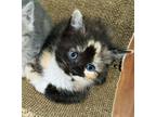 Adopt Prudence a Domestic Short Hair, Calico