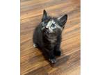 Adopt Dorcas a Domestic Short Hair