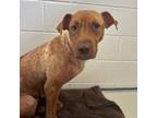 Adopt Kendal a Mixed Breed