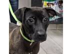 Adopt Sassafras a Labrador Retriever