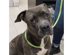 Adopt Tickle a Pit Bull Terrier