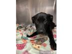 Adopt Mariah a Labrador Retriever, German Shepherd Dog