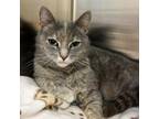 Adopt Emmie a Domestic Short Hair