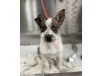 Adopt Sweetlyn a Cattle Dog, Mixed Breed