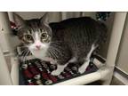 Adopt Lucy a Domestic Short Hair