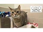 Adopt Cricket a Domestic Short Hair