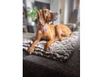 Adopt Nellie a Redbone Coonhound, Mixed Breed