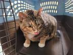 Adopt REINA a Domestic Short Hair