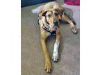 Adopt Goldie a Mixed Breed