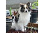 Adopt Hope - In Foster a Shetland Sheepdog / Sheltie