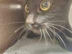 Adopt CAMILLE a Domestic Short Hair