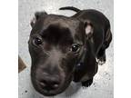 PEBBLES American Pit Bull Terrier Young Female