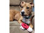 COREY American Pit Bull Terrier Puppy Male