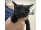 Adopt Trish a Domestic Short Hair