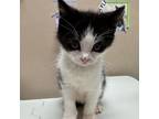 Adopt Pasha a Domestic Short Hair