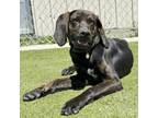 Adopt Annie a Plott Hound