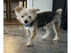 Shaggy - In Foster Yorkie, Yorkshire Terrier Male