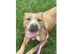 Adopt Silby a Pit Bull Terrier, Mixed Breed