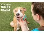 Adopt Clinique a Pit Bull Terrier, Mixed Breed
