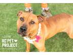 Adopt Lottie a Pit Bull Terrier, Mixed Breed