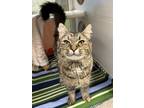 Adopt Dairy Queen a Domestic Medium Hair, Domestic Short Hair