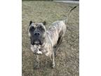 Adopt KHALEESIAH a Presa Canario