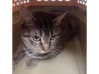 Adopt Snicker a Domestic Short Hair