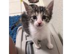 Adopt Smartie a Domestic Short Hair