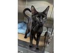 Adopt Kym a Domestic Short Hair