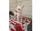 Adopt Bunny a West Highland White Terrier / Westie